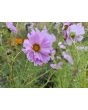 Cosmos 'Seashells' Seeds (Certified Organic)