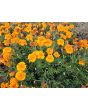 Marigold 'Art's Double Orange' Seeds 