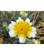 Edible Chrysanthemum AKA Big Leaf Tong Ho 'Shungiku' Seeds