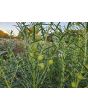 Balloon Plant AKA Hairy Balls Milkweed