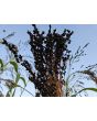 Multi-Color Broom Corn Seeds
