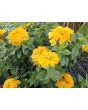 Zinnia 'Ford's Orange and Yellow Mix' Seeds