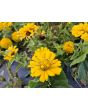 Zinnia 'Ford's Orange and Yellow Mix' Seeds