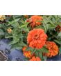 Zinnia 'Ford's Orange and Yellow Mix' Seeds