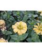 Zinnia 'Ford's Orange and Yellow Mix' Seeds