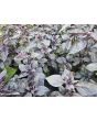 Basil 'Red Freddy' Seeds