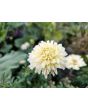 Marigold 'Snowdrift' Seeds