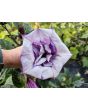 Datura 'Lavender Ballerina' Seeds