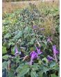 Datura 'Lavender Ballerina' Seeds