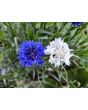 Bachelor's Button 'Jubilee' Seeds