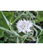 Bachelor's Button 'Jubilee' Seeds