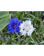 Bachelor's Button 'Jubilee' Seeds