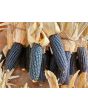 'Melinda's Mini Blue Popcorn' Corn Seeds