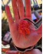 Hot Pepper ‘Carolina Reaper' Seeds 