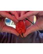 Hot Pepper ‘Carolina Reaper' Seeds 