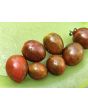 Tomato 'Chocolate Sprinkles F2' Seeds