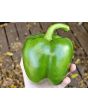 Bell Pepper 'California Wonder'