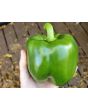 Bell Pepper 'California Wonder'