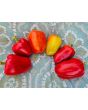 Sweet Pepper 'Albino Bull Nose' Seeds