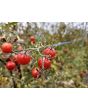 Tomato 'Renegade Spider' Seeds