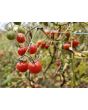 Tomato 'Renegade Spider' Seeds