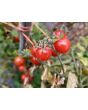 Tomato 'Renegade Spider' Seeds