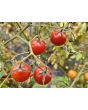 Tomato 'Renegade Spider' Seeds