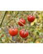 Tomato 'Renegade Spider' Seeds
