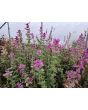 Salvia 'Marble Arch Rose' Seeds
