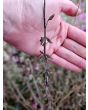Salvia 'Marble Arch Rose' Seeds
