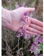 Salvia 'Marble Arch Rose' Seeds