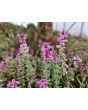 Salvia 'Marble Arch Rose' Seeds
