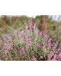 Salvia 'Marble Arch Rose' Seeds