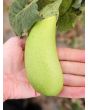 Eggplant 'Thai Long Green’ Seeds