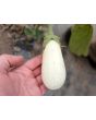Eggplant ‘Casper’ Seeds 