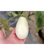 Eggplant ‘Casper’ Seeds 