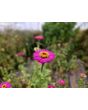 Zinnia 'Magenta Majesty Mix' Seeds