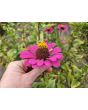 Zinnia 'Magenta Majesty Mix' Seeds