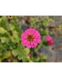 Zinnia 'Magenta Majesty Mix' Seeds