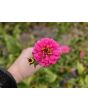 Zinnia 'Magenta Majesty Mix' Seeds