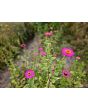 Zinnia 'Magenta Majesty Mix' Seeds
