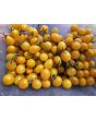 Tomato 'Galapagos Island' Seeds