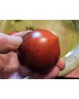 Tomato 'Blue Pizzo' Seeds