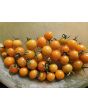 Tomato 'Small Gold Cherry Detroit' Seeds
