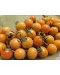 Tomato 'Small Gold Cherry Detroit' Seeds