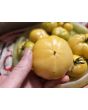 Tomato 'Thorburn's Lemon Blush' Seeds