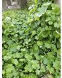Ivy-Leaved Toadflax Seeds