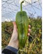 Sweet Pepper 'Yellow Bull's Horn' AKA 'Corno di Toro Giallo' Pepper Seeds