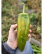 Sweet Pepper 'Yellow Bull's Horn' AKA 'Corno di Toro Giallo' Pepper Seeds