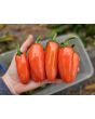 Hot Pepper ‘Orange Spice Jalapeno’ Seeds